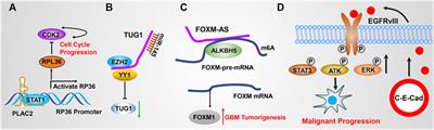 Evolving Insights Into the Biological Function and Clinical Significance of Long Noncoding RNA in Glioblastoma